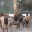 Thumbnail image for Elk in Bend Oregon