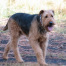 Thumbnail image for Shevlin Park in Bend Oregon . . . continued musings of a mutt
