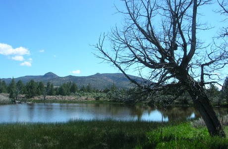 Post image for More musings of a mutt . . . the mystery of Shumway Lake at Brasada Ranch