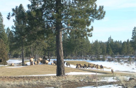 Elk in Bend Oregon