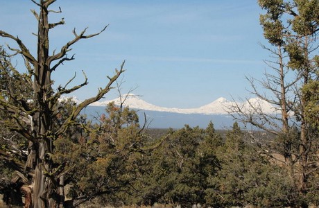redmond-ancient-juniper-cascade-mountain-vista