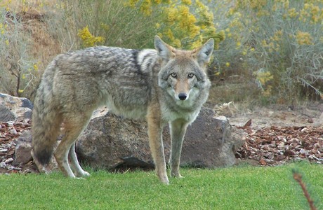 Resident Coyote . . . Lower Bridge Estates