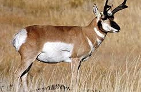 Pronghorn . . . fastest North American mammal