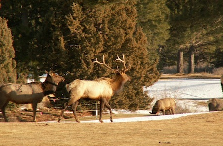 Elk on seventh hole at Broken Top in Bend Oregon