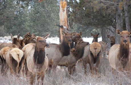 Post image for Elk in Bend Oregon
