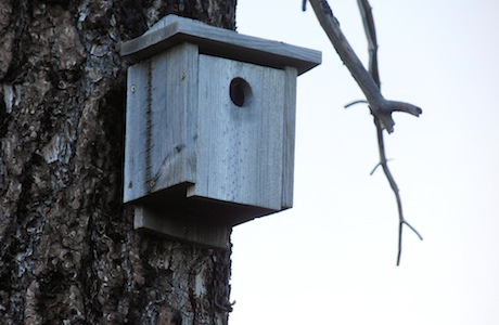 Audubon International approved bird condo at Tetherow in Bend