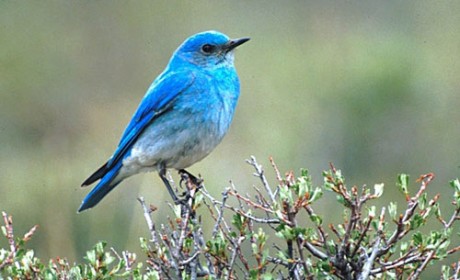 The bluebird, just one of the avian denizens of Tetherow